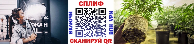 Конопля конопля Иваново